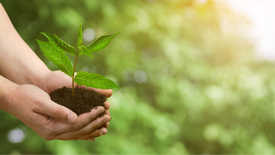 10 Easy Eco Upgrades for a Smarter Home and Garden