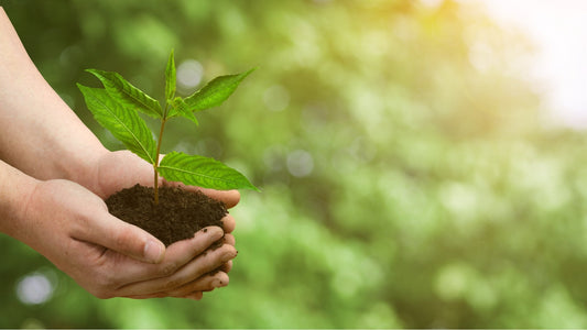 10 Easy Eco Upgrades for a Smarter Home and Garden